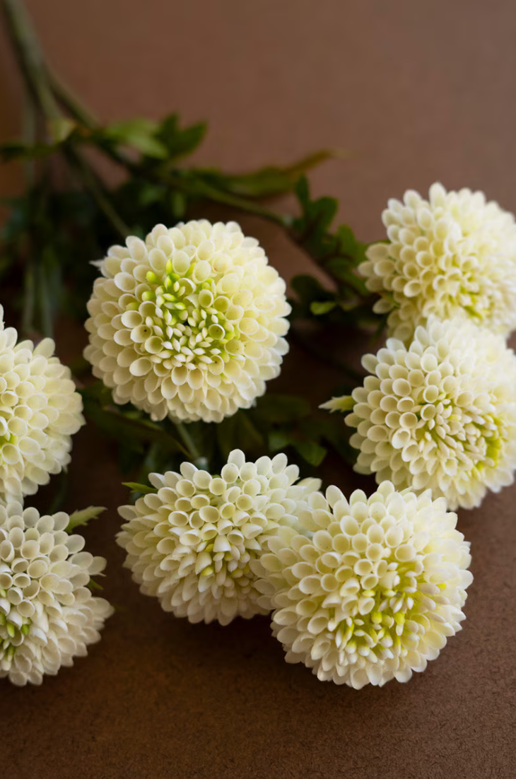 White dahlia stems scattered on a warm brown surface