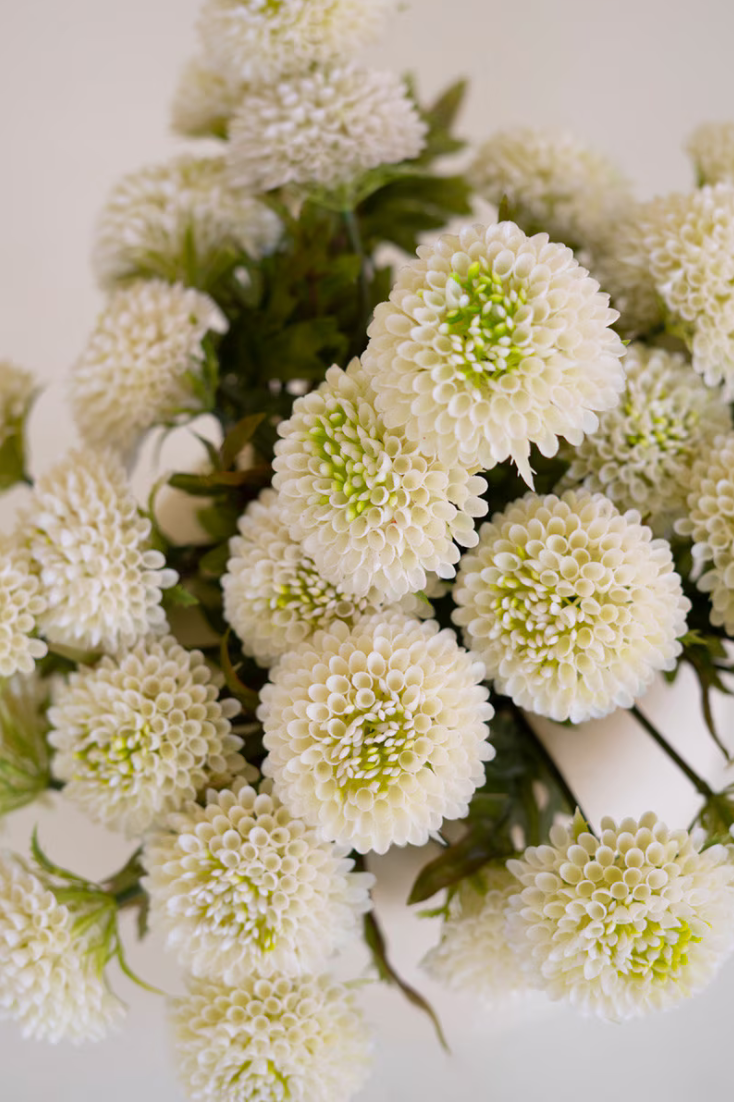 Close-up of white dahlia bundle with full rounded blooms and green centers